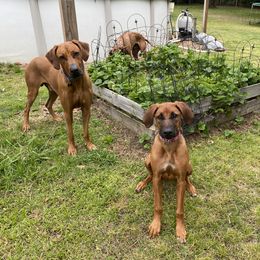 Rhodesian Ridgeback All Grown Up from RR Ridgebacks