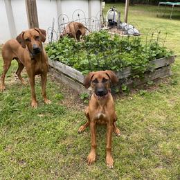 Rhodesian Ridgeback All Grown Up from RR Ridgebacks