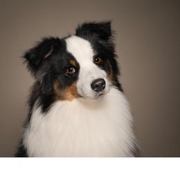 Echo - Miniature American Shepherd
