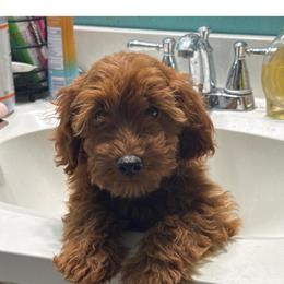 Patriot - Red  male Goldendoodle puppy in Lancaster, Kentucky from Dream Paws Puppies, LLC