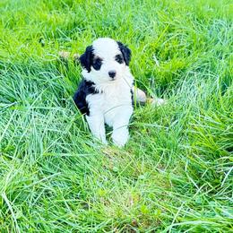 Bodhi - Black and white female Aussiedoodle puppy in Fredonia, Pennsylvania from Drew’s Aussies & Doodles