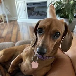 Ellie  - Dachshund