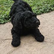 Trudy - Black Bordoodle puppy in Hillsboro, Wisconsin from Nolichuckey Bordoodles