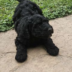 Trudy - Black Bordoodle puppy in Hillsboro, Wisconsin from Nolichuckey Bordoodles
