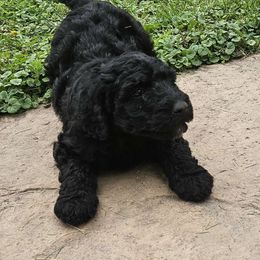 Trudy - Black Bordoodle puppy in Hillsboro, Wisconsin from Nolichuckey Bordoodles