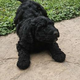 Trudy - Black Bordoodle puppy in Hillsboro, Wisconsin from Nolichuckey Bordoodles