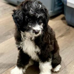 Purple collar toy - Black tri-color female Aussiedoodle puppy in 32046, Florida from River Hill Ranch