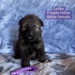 Laika - Sable female German Shepherd puppy in New Cambria, Missouri from Des Hausraben Shepherds