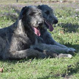 Irish Wolfhound Puppies from Mt Carmel Irish Wolfhounds