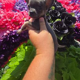 Rosie - Blue and tan female Chihuahua puppy in Amity, Pennsylvania from Baxters Chihuahuas