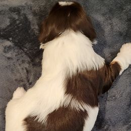 Biewer Terrier Puppies from Dignity Farms