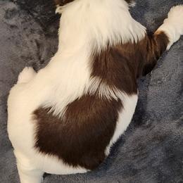 Biewer Terrier Puppies from Dignity Farms