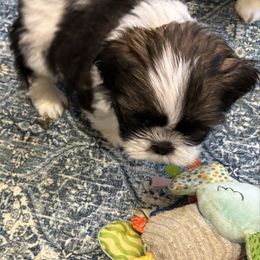 Billy - Black gold and white male Shih Tzu puppy in Ridgecrest, California from Love4Shihtzu