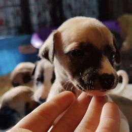 Whippets from Imperialis Kennels