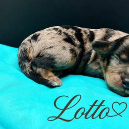 Lotto - Merle male Cavapoo puppy in Cameron, South Carolina from Sassy Sailor & Company