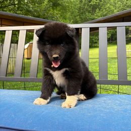 Orange - Black female Siberian Husky puppy in Jonesborough, Tennessee from Dry Creek Siberians