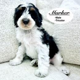 Marker - Tri-color male Bernedoodle puppy in Jackson, Mississippi from T.M. Poodles & Doodles