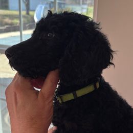 Green collar - Black male Poodle puppy in Henagar, Alabama from Windy Oak Kennels