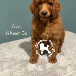 Poodle Puppies from Charleston Reds Standard Poodles