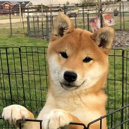 Spicy - Shiba Inu