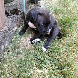 Staffordshire Bull Terrier Puppies from Bold Play Staffords