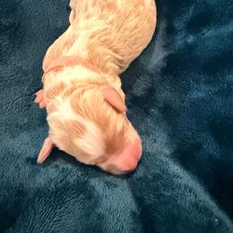 Prancer - Parti female Goldendoodle puppy in Lufkin, Texas from Maggnificent Doodles