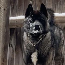Akita from Rocky Mountain Akitas