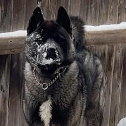 Akita from Rocky Mountain Akitas