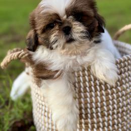 Mr. Orange - Red and white male Shih Tzu puppy in Waco, Texas from Shih Tzus To Love