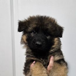 Blue Boy - Sable male German Shepherd puppy in Ocala, Florida from Guardian Shepherds