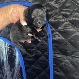 Boy 1 - male Pomeranian puppy in Avon Park, Florida from Mariska's Pomeranians