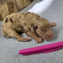 Magenta - Merle female Goldendoodle puppy in Delphos, Ohio from Route 66 Poodles & Doodles, Sapphire Shih-tzu's of Ohio