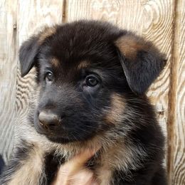 German Shepherd Puppies from Sundance Shepherds