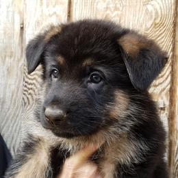 German Shepherd Puppies from Sundance Shepherds