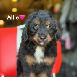 Allie - Black phantom female Aussiedoodle puppy in Lancaster, Minnesota from Finney Ranch