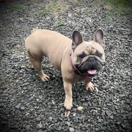 Squirrel - French Bulldog