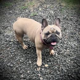 Squirrel - French Bulldog