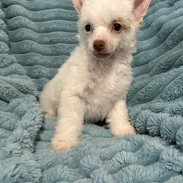 Boy 1 - White male Chinese Crested puppy in Aberdeen, Idaho from Willow Creek Cresteds