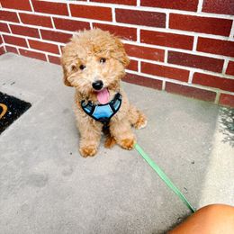 Fin - Apricot male Poodle puppy in Quakertown, Pennsylvania from Miniature Poodle Stud and Pups
