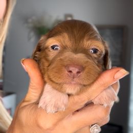 Scout - Dapple male Dachshund puppy in Brandon, Florida from Knights Dachshunds
