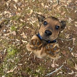 Dachshund Puppies from Golden Creek Farm