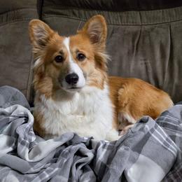 Keeley - Pembroke Welsh Corgi