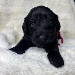 Melon - Black female Goldendoodle puppy in Cleveland, Georgia from The O.G. Doodles