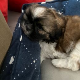 Stripe - Red and tan Shih Tzu puppy in Pottstown, Pennsylvania from DHDoggs Shih Tzu