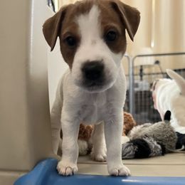 Jack Russell Terrier Puppies from Shavano Creek Jack Russell Terriers, LLC