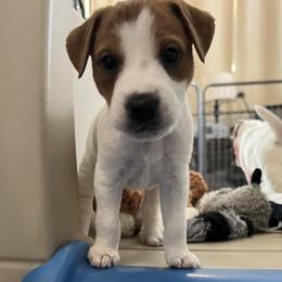 Jack Russell Terrier Puppies from Shavano Creek Jack Russell Terriers, LLC