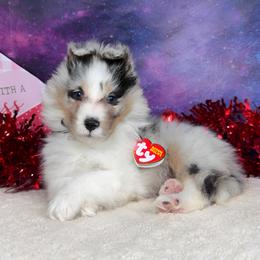 Skittles - Blue merle white and tan female Shetland Sheepdog puppy in Elk, Washington from Asgard Shetland Sheepdogs