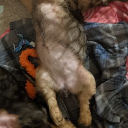 Dachshund Puppies from Riverwood Dachshunds