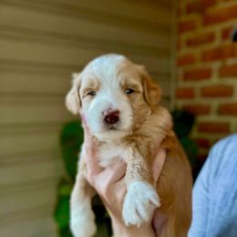 Cupcake - Red female Bernedoodle puppy in Denver, Pennsylvania from Greenview Puppies