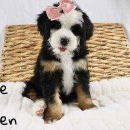 The Queen - Tri-color female Bernedoodle puppy in Casa Grande, Arizona from AzDoodle Dandies